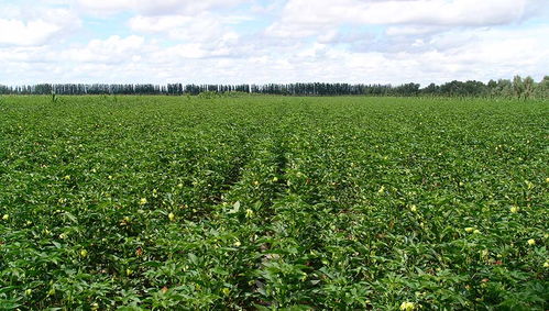 新疆魯泰豐收棉業(yè)有限責(zé)任公司與銀河棉業(yè) 助力中國(guó)棉花產(chǎn)業(yè)高質(zhì)量發(fā)展